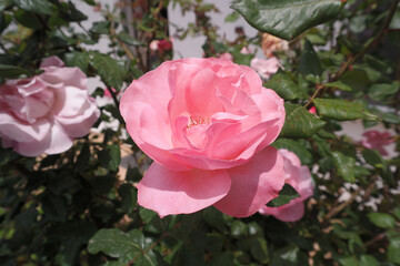 Natura