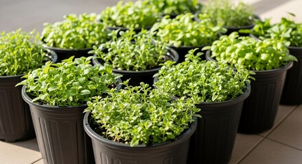 Vibrant Green Herb Garden in Black Pots