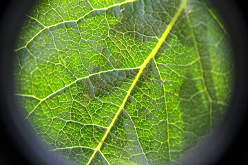 Natura