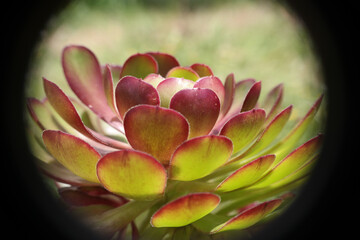 Natura