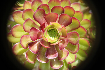 Natura