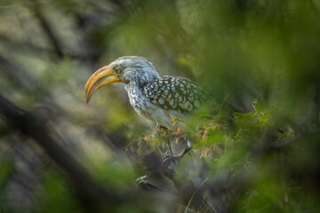 Yellow billed hornbill in a tree