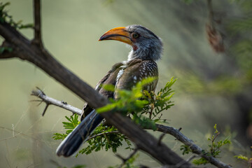 Yellow billed hornbill in a tree