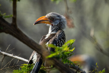 Yellow billed hornbill in a tree