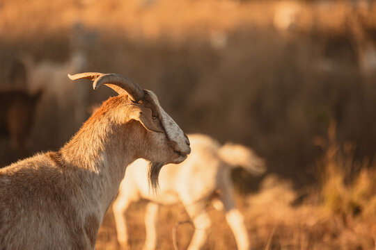 Side on profile of horned goat in golden afternoon light with brown copy space