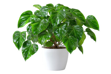 Lush philodendron selloum plant with large glossy green heart shaped leaves in a white pot isolated on transparent background