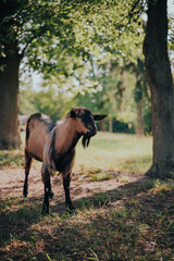 horse in the field