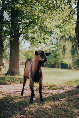 horse in the woods