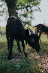 black and white goat
