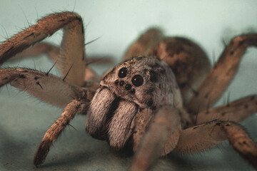 Aranha Lobo