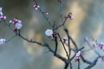 淡い背景に咲く白梅のつぼみと花