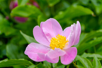 薄紅色の芍薬の花と緑の葉のコントラスト