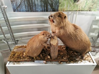 Beavers interacting in a nature exhibit showcasing their habitat and behavior during a wildlife...