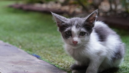 Adorable black and white kitten with big ears sitting on lush grass, gazing curiously at the...