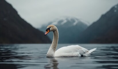 Fototapeta premium Elegant Swan Gliding Through Calm Water in Mountain Landscape