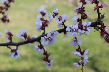 Cherry blossom branch in full bloom during spring season at a serene garden in daylight