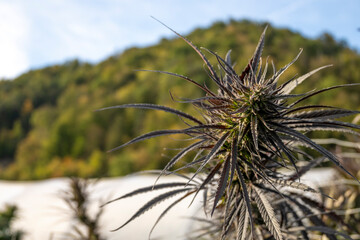 Close up of a cannabis plant in the field with mountains in the background