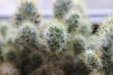 Close-up view of a cluster of cactus plants displaying unique textures and vibrant green color in a...