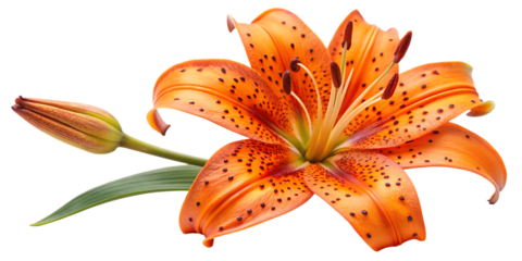 Orange tiger lily with bud and green leaf on black background isolated on a transparent background orange lily