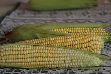Freshly husked corn lying on a textured cloth showcasing vibrant yellow kernels ready for cooking...