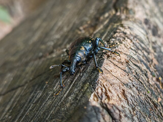 Butterbur Weevil (Liparus glabrirostris)