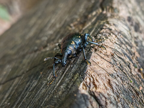 Butterbur Weevil (Liparus glabrirostris)