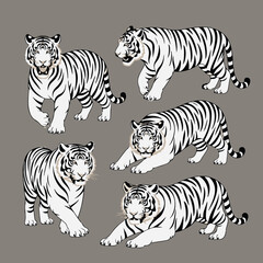 White Tiger Collection: Five elegant white tigers in various poses, showcasing their majestic stripes and powerful presence.