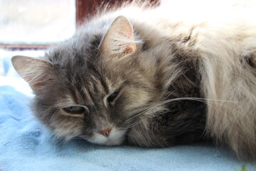 Fluffy gray cat resting peacefully on a soft blanket by the window in afternoon sunlight