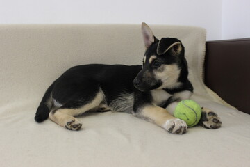 Cute puppy playing with a green ball while relaxing on a soft blanket in a cozy indoor setting