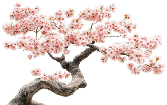 Cherry blossom tree in full bloom with soft pink flowers covering the branches to create a breathtaking and romantic seasonal display isolated on transparent background PNG