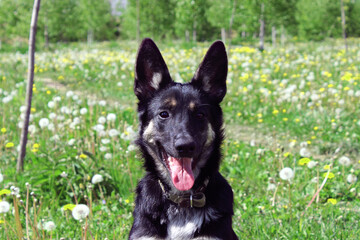 Happy dog enjoying a sunny day in a flowering field with dandelions and lush greenery