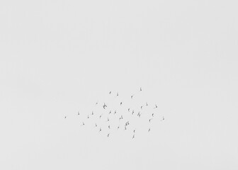 Flying Portuguese Swallow with negative space/minimalism