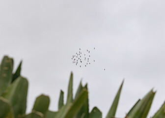 Portuguese swallow in flight over coastal cactus