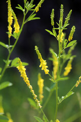 Melilot officinalis, ribbed melilot (Melilotus officinalis) blooms in nature