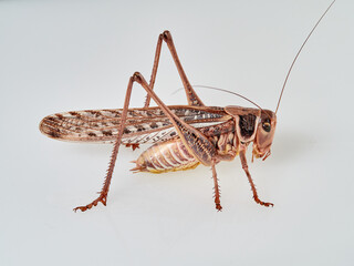 Large bush cricket with long legs on a white background. White-faced Bush-cricket (Decticus...