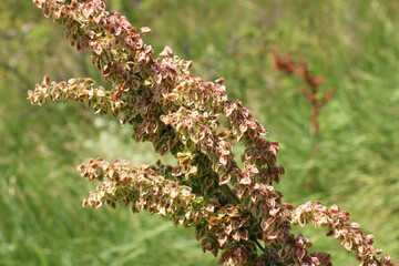 Part of a sorrel bush (Rumex confertus) growing in nature