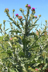 In nature, a tall and prickly thistle (Onopordum acanthium), grows