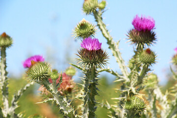 In nature, a tall and prickly thistle (Onopordum acanthium), grows