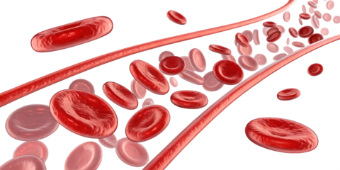 Realistic 3 D rendering of red blood cells flowing through a blood vessel isolated on a transparent background