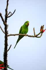 green winged macaw