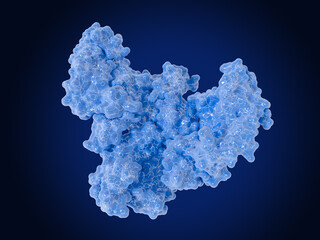 The vascular endothelial growth factor (VEGF) promotes blood vessel formation (angiogenesis)