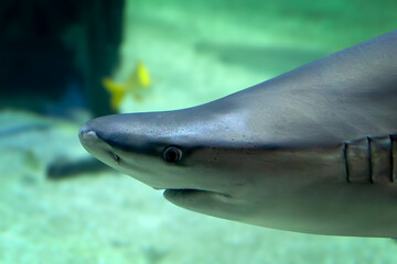 Naklejka premium requin, en gros plan, dans un aquarium