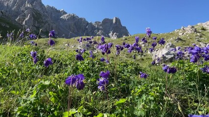 Beautiful purple columbine flowers sway in the wind in a sunny mountain meadow surrounded by majestic rocky peaks and clear blue skies