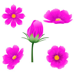 Set of pink cosmos flowers isolated on white background. Vector illustration.
