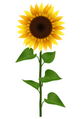 Sunflower on a white background. Vector illustration for your design.