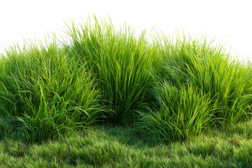 Lush green ornamental grass clumps with detailed blades and a textured ground cover isolated on transparent background