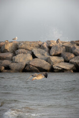 Obraz premium goéland volant sur le bord de mer, en gros plan