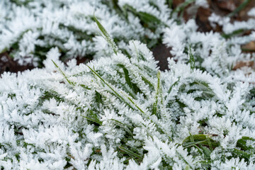 Frosted grass