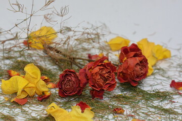 red rose petals