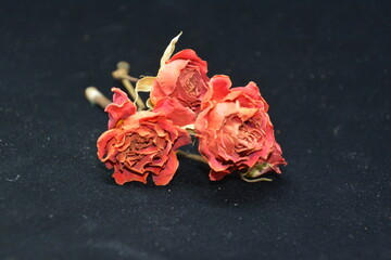 old red roses on black background